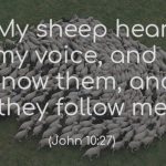 Who are Jesus' flock? Notes for a sermon on sheep